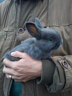 Prachtige jonge konijntjes beschikbaar!, Dieren en Toebehoren, Meerdere dieren, Middelgroot, 0 tot 2 jaar