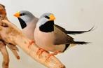 Te koop Spitsstaarten, Meerdere dieren, Tropenvogel, Tam