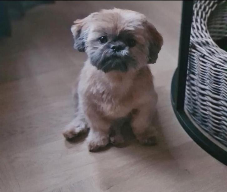 Choco pups "op komst "shih tzu, Dieren en Toebehoren, Honden | Chihuahua's en Gezelschapshonden, Teef, Overige rassen, Particulier