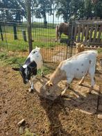 2 geiten bokken, Dieren en Toebehoren, Schapen, Geiten en Varkens, Mannelijk, Geit, 0 tot 2 jaar