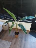Musa Aeae Variegata - Zeldzame Bananenplant, Ophalen, Vaste plant, Bloeit niet, Halfschaduw