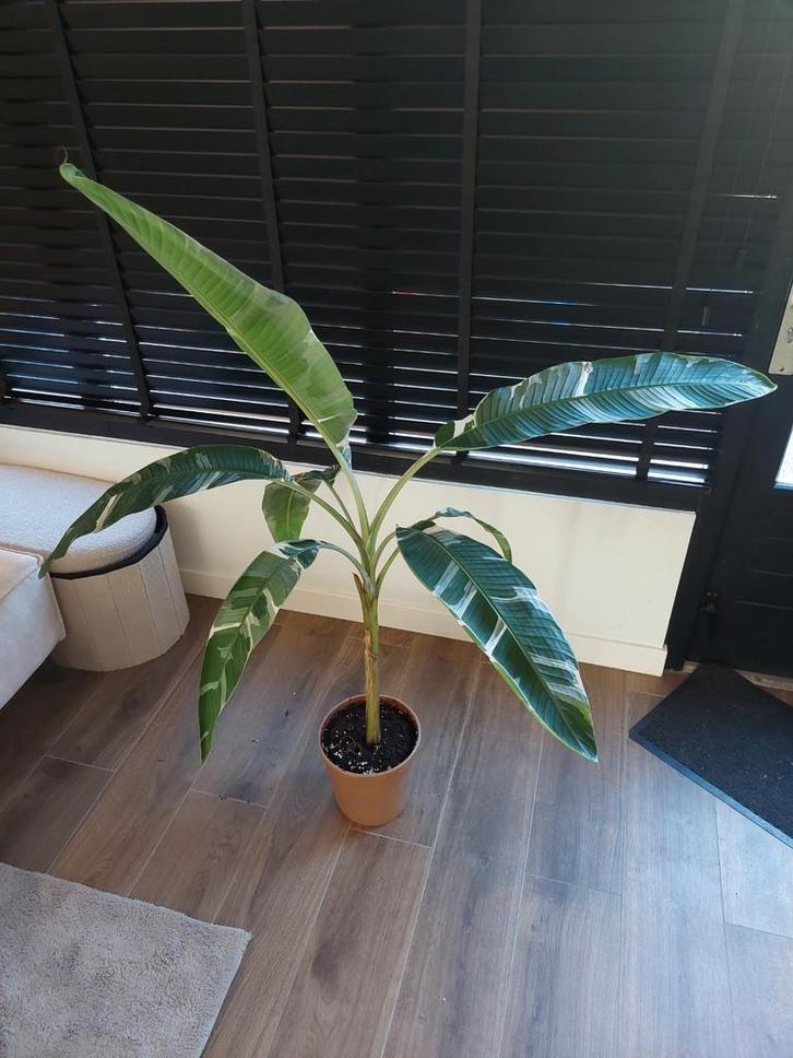 Musa Aeae Variegata - Zeldzame Bananenplant, Tuin en Terras, Planten | Tuinplanten, Vaste plant, Fruitplanten, Halfschaduw, Bloeit niet