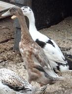 Prachtige Indische Loopeend Woerd | Flesseneend |, Dieren en Toebehoren, Pluimvee, Mannelijk, Eend