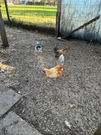 Serama kippen, Dieren en Toebehoren, Pluimvee, Meerdere dieren, Kip