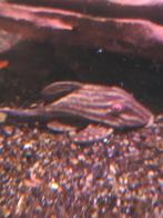 L190 algeneter desgewenst bezorgd aan huis, Dieren en Toebehoren, Vis