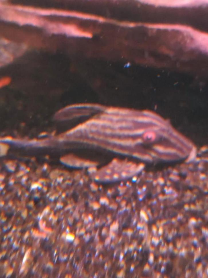 L190 algeneter desgewenst bezorgd aan huis, Dieren en Toebehoren, Vissen | Aquariumvissen, Vis