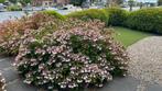 4 grote Hortensia’s 1 meter hoog en breed, Ophalen, Hortensia