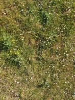 Gezocht: weiland, stal, weide, paarden stal, Dieren en Toebehoren, Stalling en Weidegang
