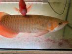 Tekoop super red arowana kapuas hulu, Dieren en Toebehoren, Vissen | Aquariumvissen, Vis