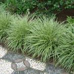 Vaste planten: carex morrowii, ice dance, zegge, Ophalen of Verzenden, Lente, Vaste plant, Siergrassen