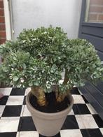 Grote Crassula, Ophalen, Overige soorten, In pot, Minder dan 100 cm