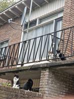 Buiten/binnen kat |Goed met honden,gechipt,geholpen|, Dieren en Toebehoren, Meerdere dieren, Kortharig, 0 tot 2 jaar