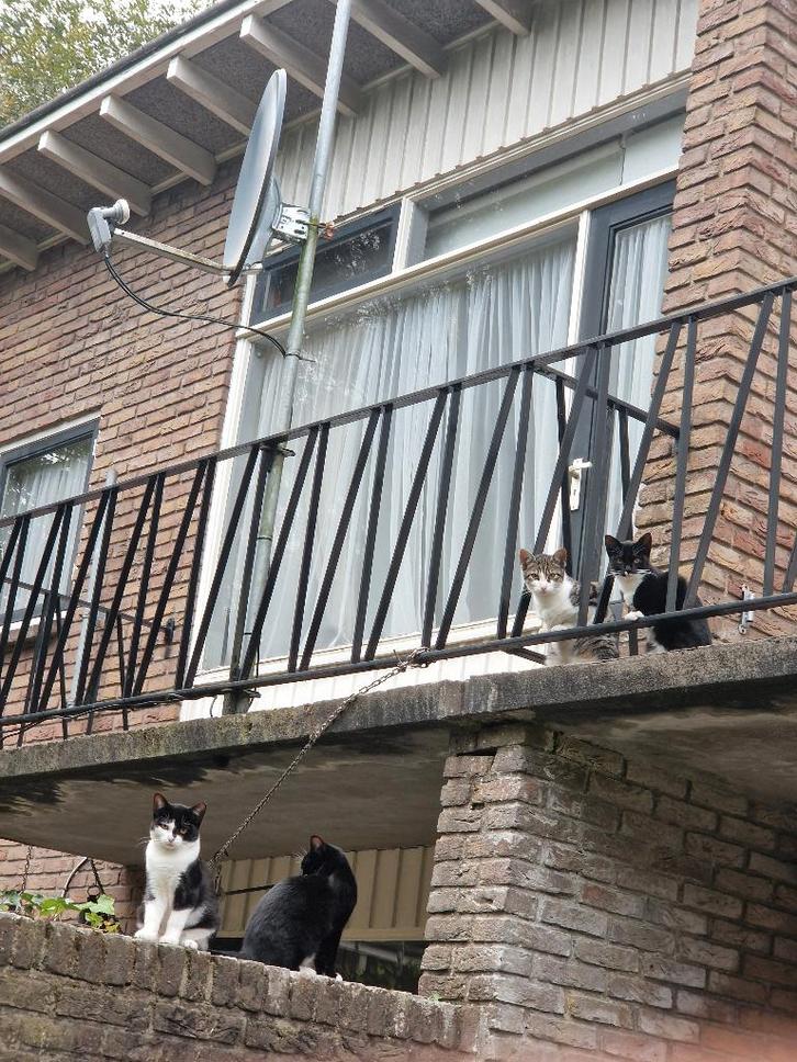 Buiten/binnen kat |Goed met honden,gechipt,geholpen|, Dieren en Toebehoren, Katten en Kittens | Overige Katten, Kortharig, Meerdere dieren