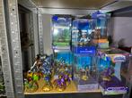 Skylanders Eon’s Elite figuren, Avontuur en Actie, W, 1 speler, Ophalen of Verzenden