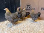 Jonge Tamme Wyandotte kriel patrijs gesekst en ingeënt, Dieren en Toebehoren, Pluimvee, Vrouwelijk, Kip