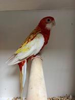 Vele soorten vogels maandag avond geopend, Dieren en Toebehoren, Meerdere dieren, Parkiet, Tam