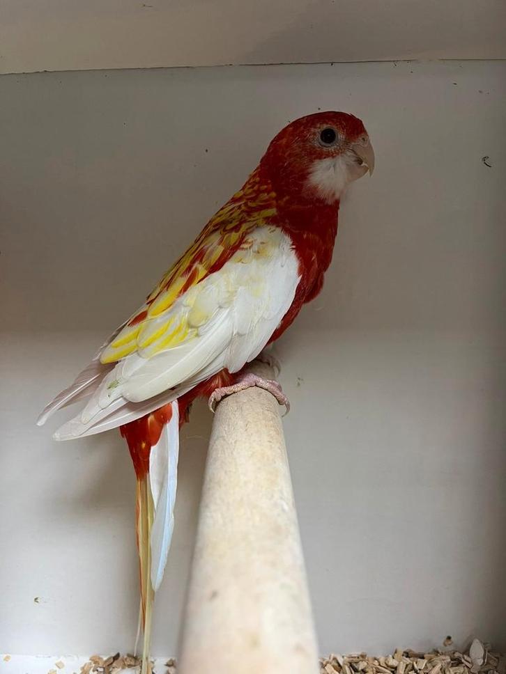 Vele soorten vogels maandag avond geopend, Dieren en Toebehoren, Vogels | Parkieten en Papegaaien, Parkiet, Meerdere dieren, Tam