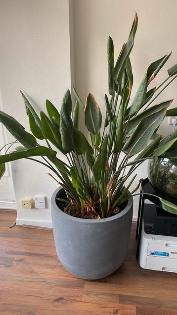 Strelitzia Kamerplant met pot beschikbaar voor biedingen