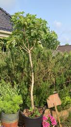 Vijgenboom te koop / prachtige boom 2 meter hoog!, Ophalen, Volle zon, In pot, Vijgenboom
