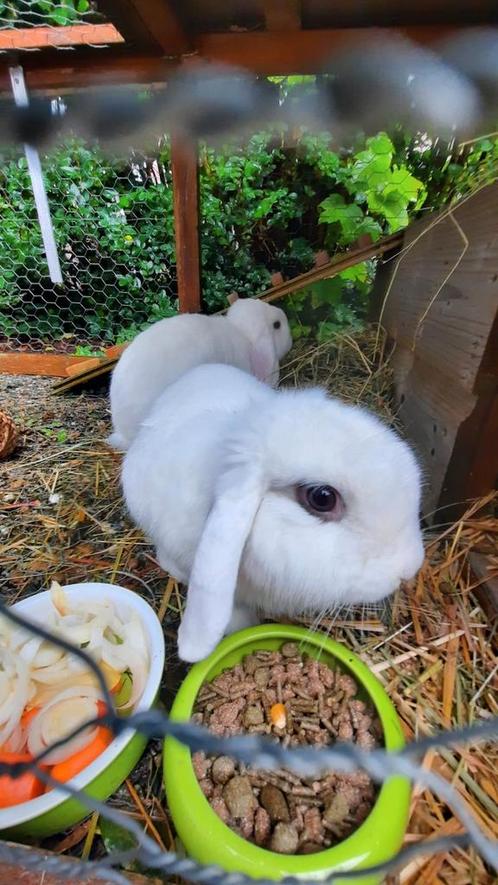 Nederlandse Hangoren en nieuw in doos Ferplast lodge 140 xxl, Dieren en Toebehoren, Knaagdieren, Meerdere dieren, Overige typen