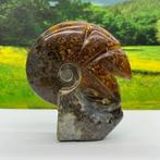 Prachtige gepolijste ammoniet (M1)., Verzamelen, Mineralen en Fossielen, Verzenden, Fossiel