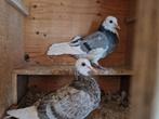 Tipplers te koop, Dieren en Toebehoren, Meerdere dieren, Postduif