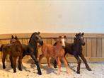 Schleich paarden- veulens, Ophalen of Verzenden, Zo goed als nieuw, Paard, Beeldje of Figuurtje