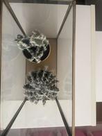 Nepcactus in terrarium, Huis en Inrichting, Minder dan 100 cm, Groene kamerplant, Halfschaduw, Ophalen of Verzenden