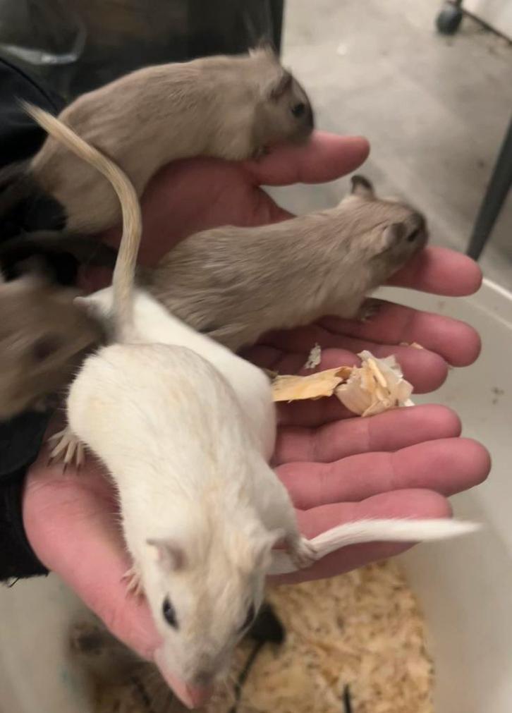 Tamme gerbils ( gerbil ), Dieren en Toebehoren, Knaagdieren, Meerdere dieren, Overige typen, September, Tam