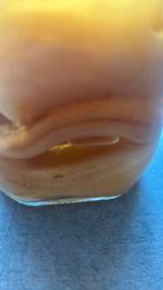 Scoby Kombucha, Diversen, Ophalen