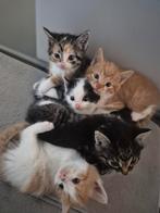 Kittens, Dieren en Toebehoren, Katten en Kittens | Overige Katten, Meerdere dieren, Kortharig, 0 tot 2 jaar