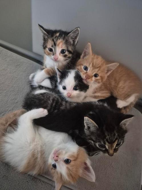 Kittens, Dieren en Toebehoren, Katten en Kittens | Overige Katten, Kortharig, Meerdere dieren, 0 tot 2 jaar