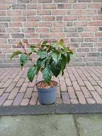 Wintergroene Japanse sneeuwbal, Volle zon, Vaste plant, Zomer, Ophalen