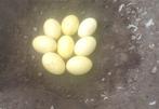 12 bevruchte nandoe eieren van zowel de witte als de grijze, Dieren en Toebehoren, Pluimvee, Overige soorten, Geslacht onbekend