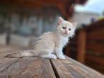 Ragdoll poesje met stamboom (zonder fokverbod), Dieren en Toebehoren, Poes, Gechipt, 0 tot 2 jaar