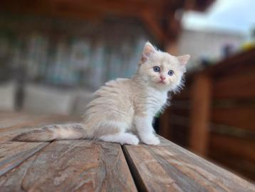 Ragdoll poesje met stamboom (zonder fokverbod) beschikbaar voor biedingen