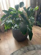 Grote kamerplant 90 cm hoog  incl pot 45 cm hoog, Ophalen, Overige soorten, Halfschaduw, Minder dan 100 cm