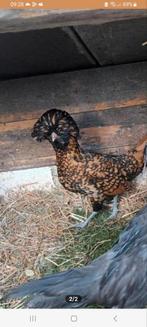 3 Kuifhoender hennetjes + haantje, Dieren en Toebehoren, Pluimvee, Vrouwelijk, Kip