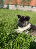 American / Amerikaanse Akita laatste pup met stamboom, CDV (hondenziekte), Meerdere, Poolhond, 8 tot 15 weken
