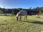Gezocht: Stalling voor tweejarige ruin., Weidegang, 1 paard of pony