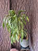 Kamer plant, Ophalen