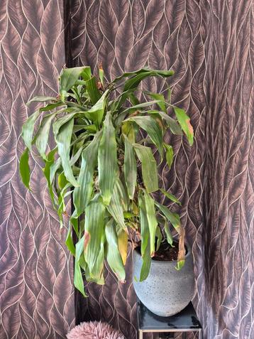 Kamer plant beschikbaar voor biedingen