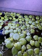 GRATIS! Amazon Frogbit (Limnobium laevigatum) drijft plant, Dieren en Toebehoren, Vissen | Aquaria en Toebehoren, Ophalen, Nieuw