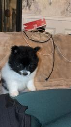 Pomeriaan Pomeranian Dwergkees Pups, Dieren en Toebehoren, 8 tot 15 weken, Meerdere, Meerdere dieren, Nederland