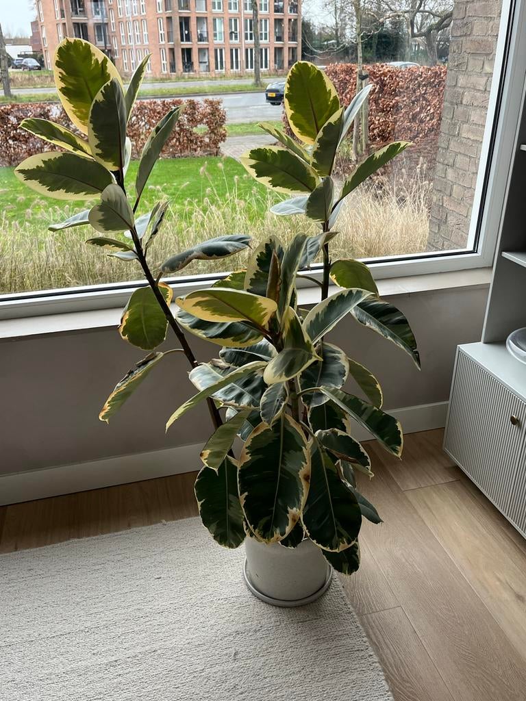 Indische Rubberboom 'Petite Tineke' - Prachtige Kamerplant, Huis en Inrichting, Kamerplanten, Ophalen, Ficus, 100 tot 150 cm, Halfschaduw