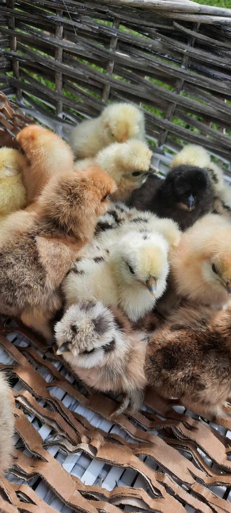 Broedeitjes van onze prachtige USA zijdehoen zijdehoentjes, Dieren en Toebehoren, Pluimvee, Kip, Geslacht onbekend