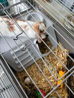 Lieve Konijn mannetje, Dieren en Toebehoren, Konijnen