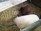 Te koop 2 schapen, Dieren en Toebehoren, Schapen, Geiten en Varkens, Vrouwelijk, Schaap
