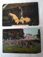 Ansichtkaarten oud gelopen Nijkerk en Haarlem per stuk biede, Verzamelen, Ansichtkaarten | Dieren, Ophalen of Verzenden, Voor 1920