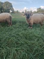 Walliser schwarznase ooi, Dieren en Toebehoren, Schapen, Geiten en Varkens, Vrouwelijk, Schaap